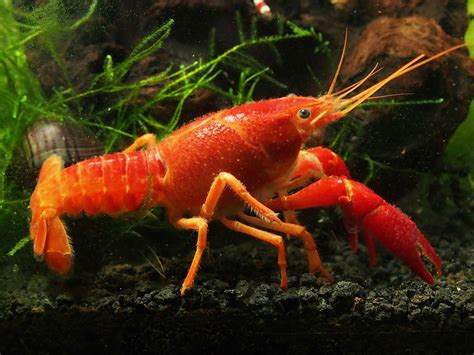 How To Keep Crayfish From Eating Fish at Zara Cawthorn blog