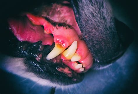 What is Gum Disease in Dogs? - North Jersey Animal Hospital