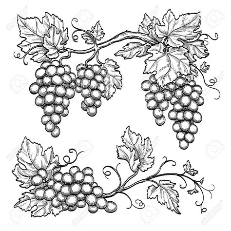 Grape Vine Sketch Grape Vine Drawing at PaintingValley.com | Explore ...