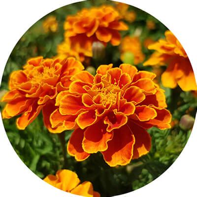 Face Mist for all | Best Face Mist to Keep Your Skin Hydrated All Day ...