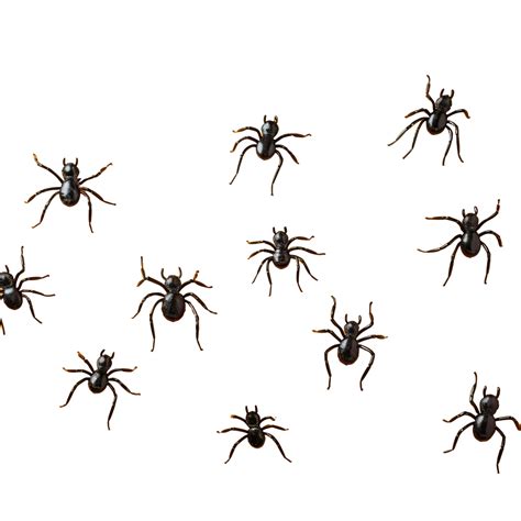 Halloween Decorations Different Spiders On Orange Surface, Spider ...