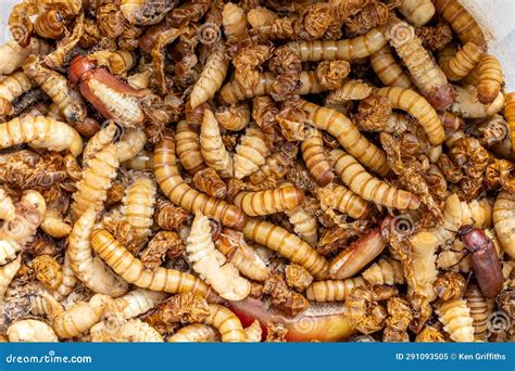 Mealworm insects stock image. Image of larvae, yellow - 291093505