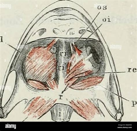 Superior rectus m hi-res stock photography and images - Alamy