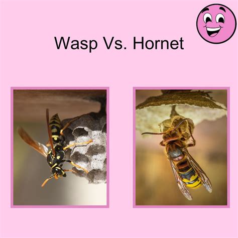 Wasp Vs. Hornet Wasps and hornets may seem alike, but they have key differences. Wasps can be ...