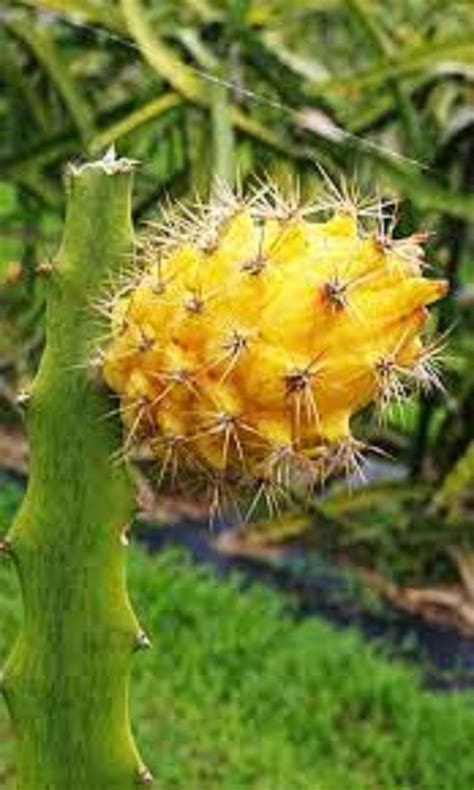 Yellow Dragon Fruit Flower