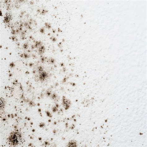 Best 12 Mold on Walls? The Key to Permanent Removal Is Knowing Where It ...