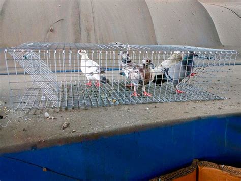 7 Ways on How to Get Rid of Crows [*2025 UPDATED*]