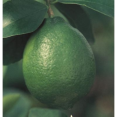 Lime Plants at Lowes.com