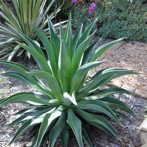 Agave Green (Agave americana / Agave spp.) Live Plant (Home & Garden ...