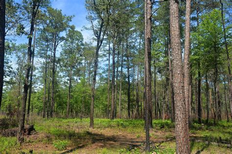 Old Growth Longleaf Pine Forest
