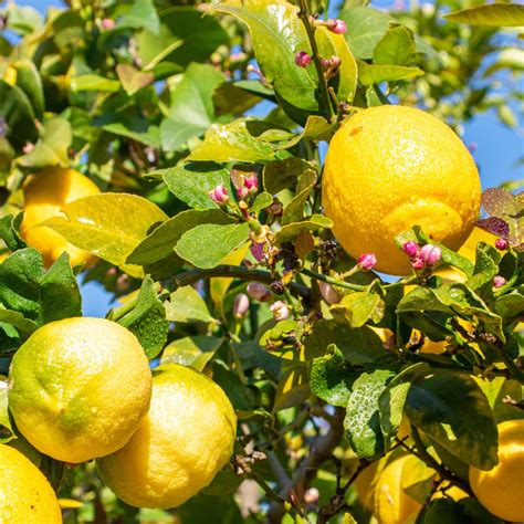 Meyer Lemon Tree Dwarf Lemon Tree Live Plant Lemon Tree | Desertcart INDIA