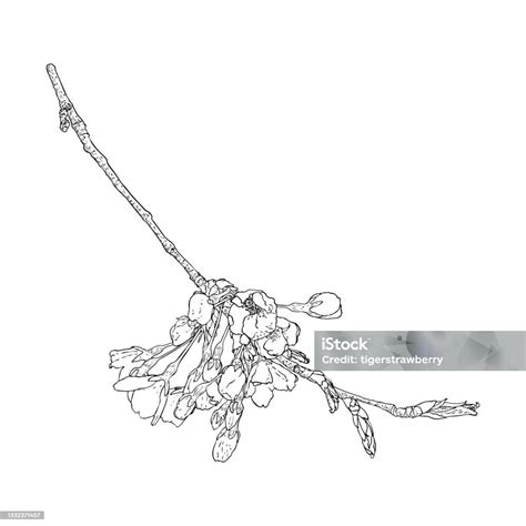 Sakura Twig Cherry Blossom Branch National Flowers Of Japan Botanical ...