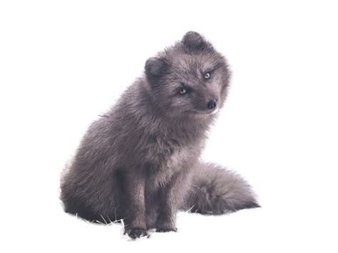 Artic Fox PNG Transparent with No Background (12) - Photo #6478 - BiNps ...
