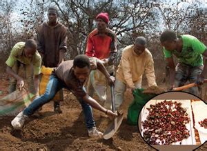 Image result for Ruby Mining Guide