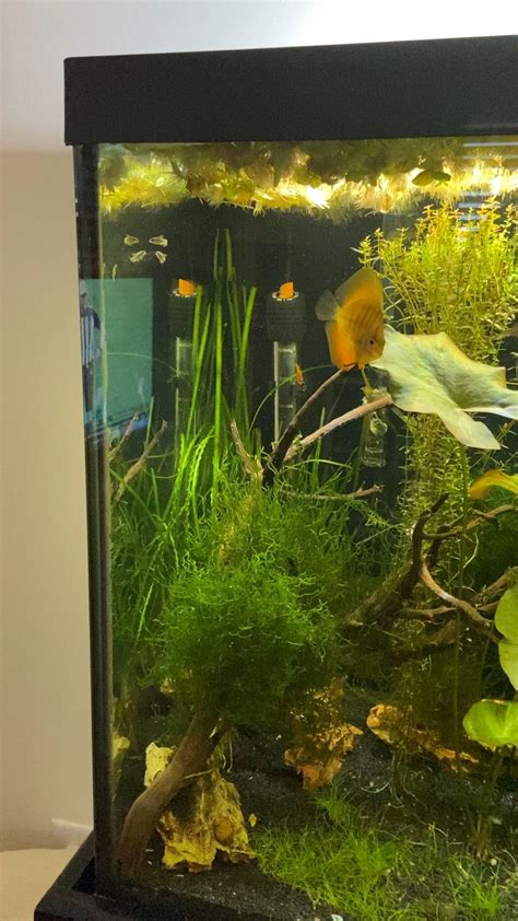 Image result for Setting Up a Discus Tank