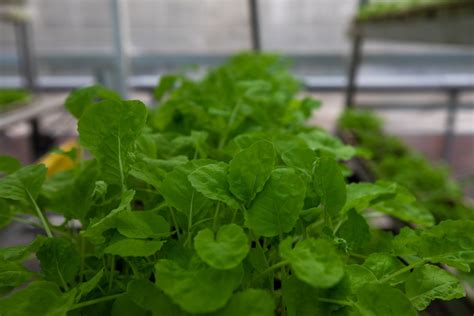 Local Produce FY6 的图像结果