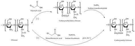 Chitosan and Its Derivatives for Application in Mucoadhesive Drug ...