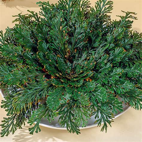 Large Rose of Jericho Resurrection Plant Rosa De Jerico - Etsy