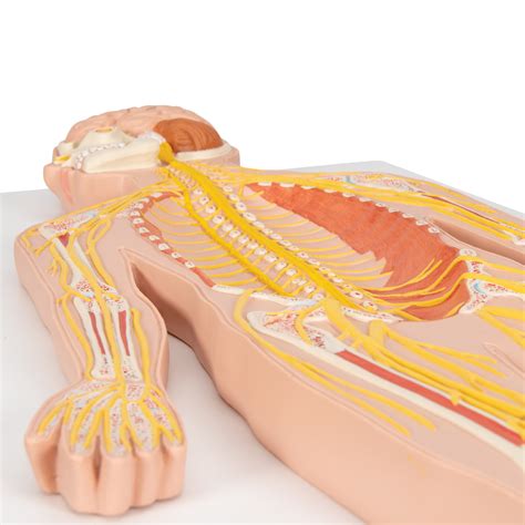Anatomical Teaching Model | Plastic Nervous System Model