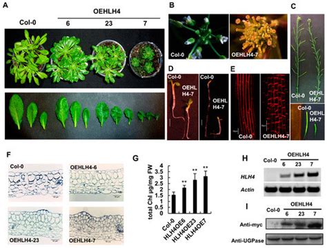 Overexpression of HLH4 Inhibits Cell Elongation and Anthocyanin ...