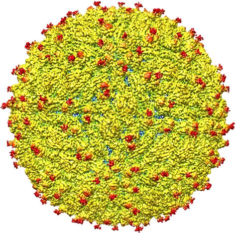 Structure of Zika Virus Reveal [IMAGE] | EurekAlert! Science News Releases
