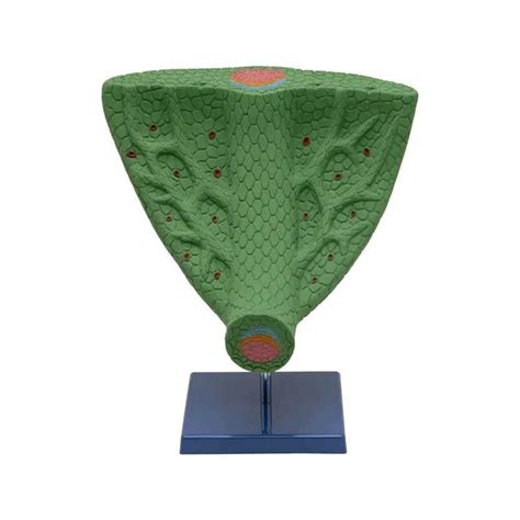 Buy LEAF ANATOMY at Best Prices online in India from labmart.in