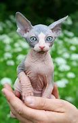 Image result for Teacup Hairless Cat