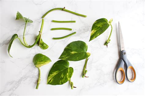 How To Cut A Pothos Plant For Propagation | Detroit Chinatown