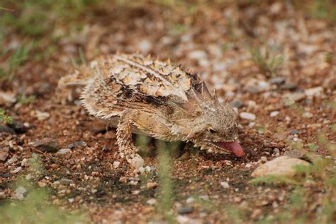 Horny Toad Lizard Facts (Phrynosoma)