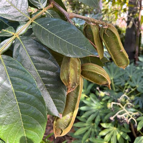 Ice Cream Bean Tree (Inga Edulis) | Tyler Farms