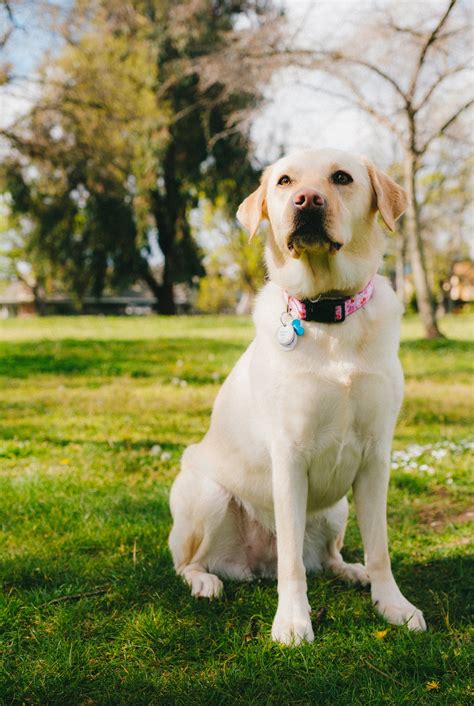 International dog day 2021: डॉग होते हैं बेहद वफादार, जानें क्यों खास ...