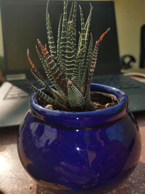 Pots and Plants India Handmade Handi Ceramic Multicolour Pots Without ...