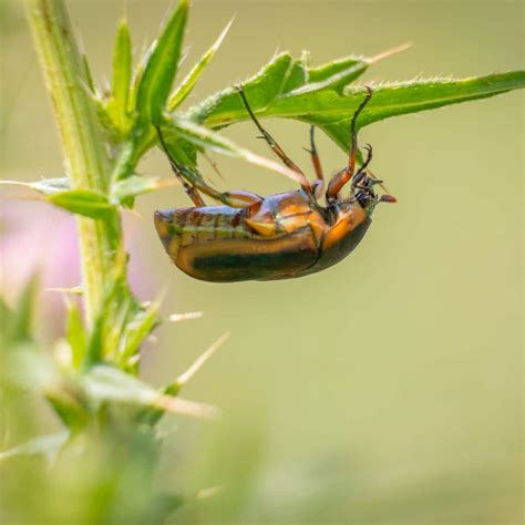 June Bug: Spiritual Meaning - Green June Beetle + Biblical Meaning ...