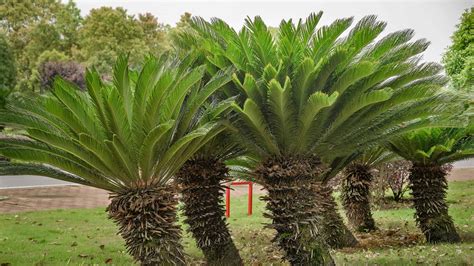 Sago Palm Growth Habits