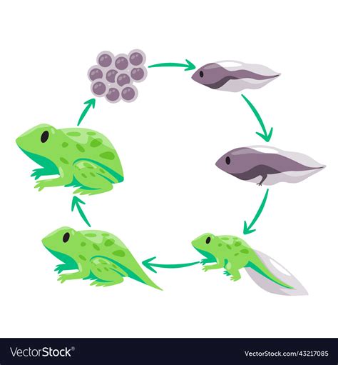 Frog Cycle 的图像结果