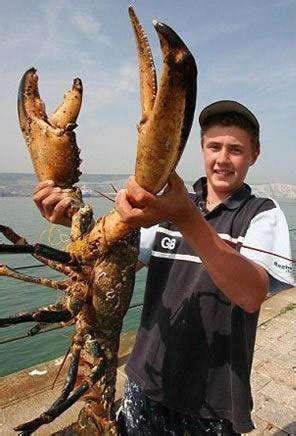 最大的龙虾有多大？这种龙虾的体重可超20公斤，年龄可超百岁_体长