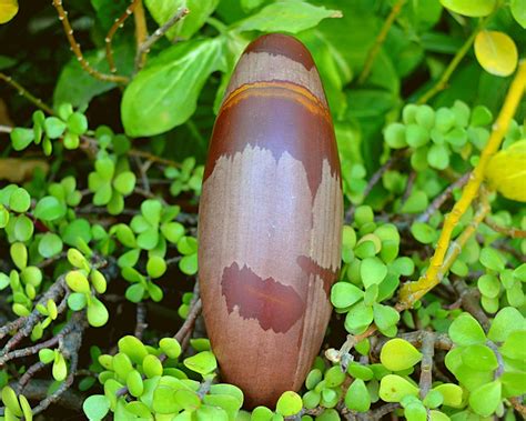 Shiva Lingam Shop Narmadeshwar Shiva Lingam - Holy Symbol of Lord India ...