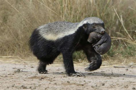 25 curiosities about animals you (maybe) didn't know