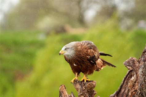 Birds of Prey | UK Identification Guide