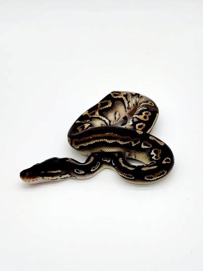 Image result for Lace Ball Python