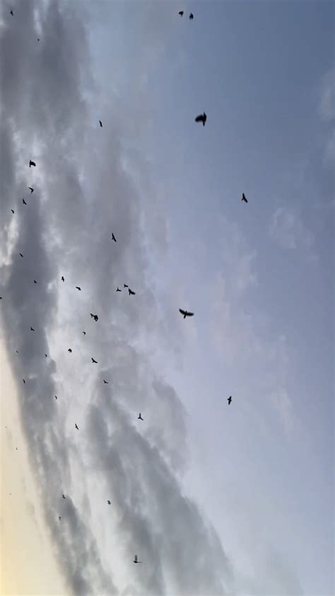 Migration of crows on the exact same day as last year : r/birding