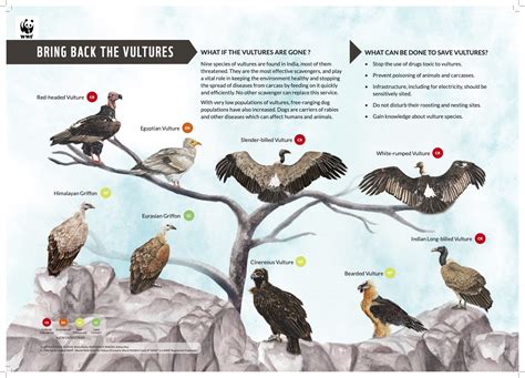 Endangered Animals In India