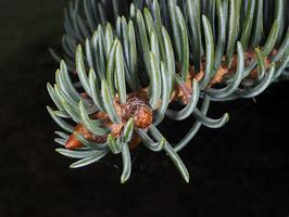 Image result for Picea Meyeri