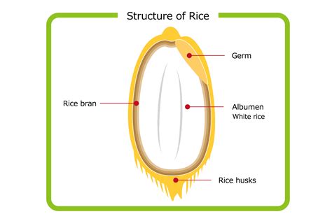 Can You Grow Rice From Store-Bought Rice? - can you grow rice from rice