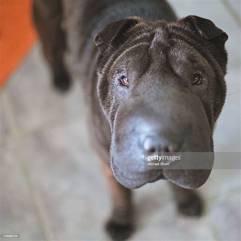 Black Shar Pei Dog High-Res Stock Photo - Getty Images