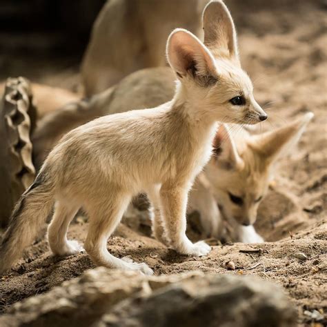 Baby Fennec Foxes | Pet fox, Animals beautiful, Fennec fox pet