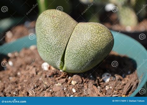 Pleiospilos Nelii Split Rock Succulent Plant Stock Image - Image of ...