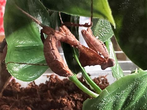 Feisty dead leaf mantis : r/mantids