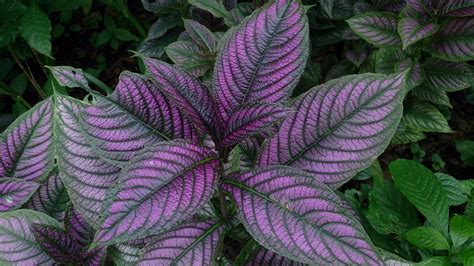 Shade-Loving Perennials for a Delightful Garden - Cresleigh Homes