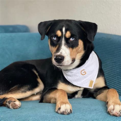 11 Things Everyone Should Know Before Getting A Rottweiler Husky Mix